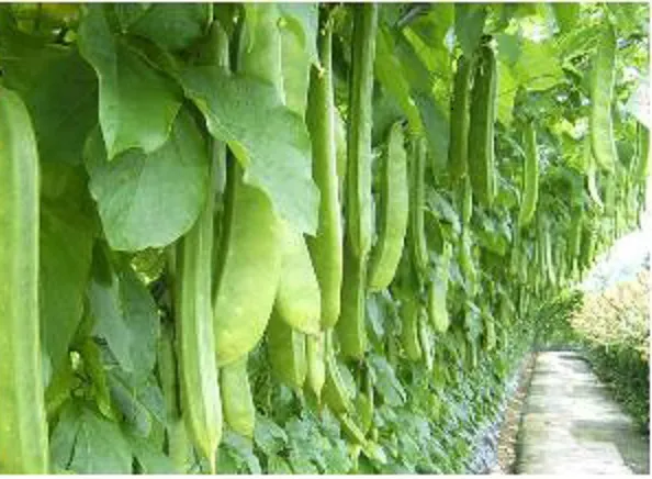 작두콩 재배 지지대 설치 덩굴 유인 건조 보관_9