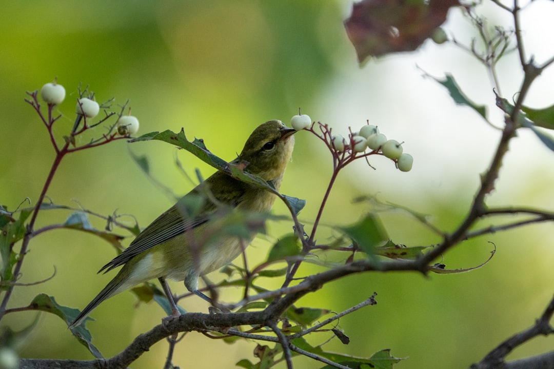 Migration
