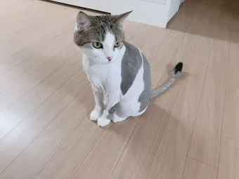 &amp;quot;고양이