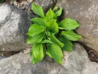 명이나물 재배 서늘한 그늘 물주기 향 유지_3