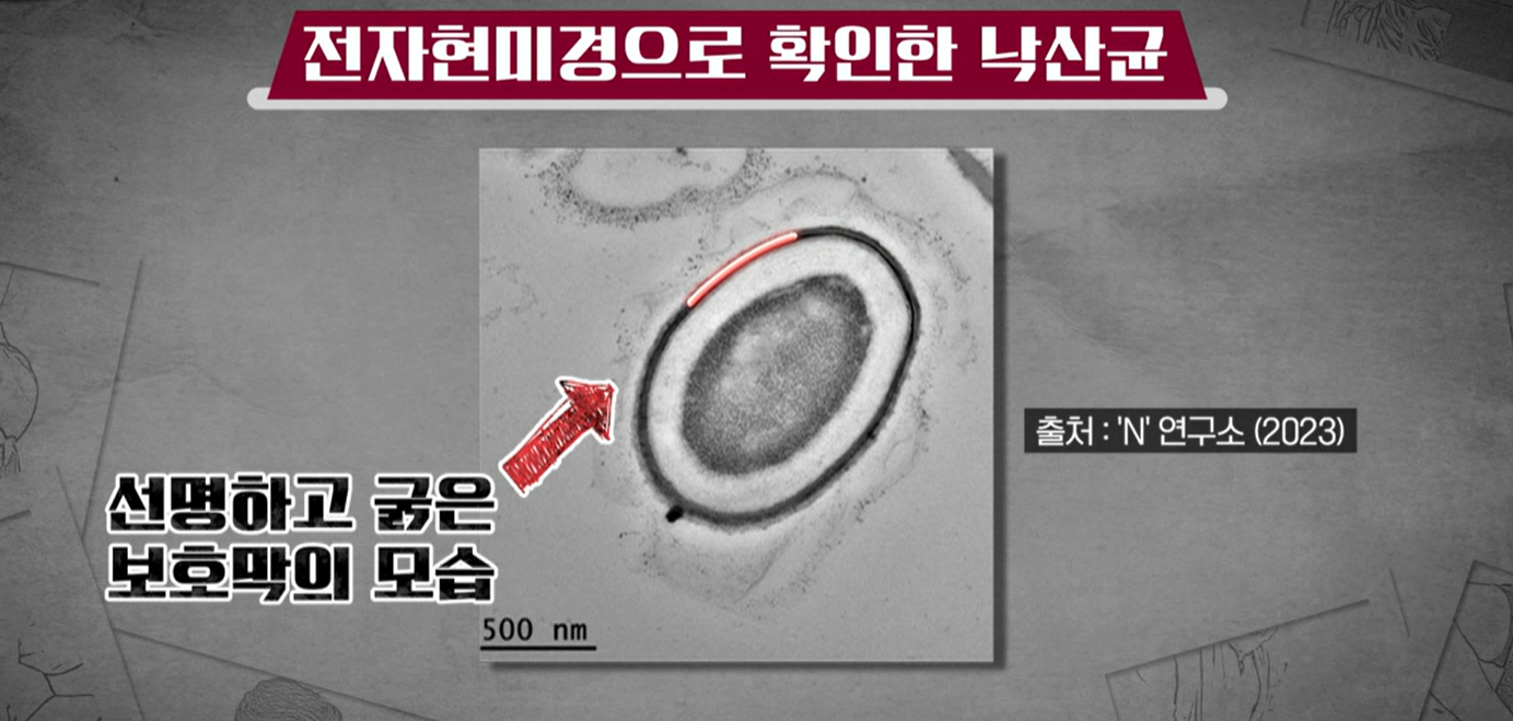 낙산균효능
