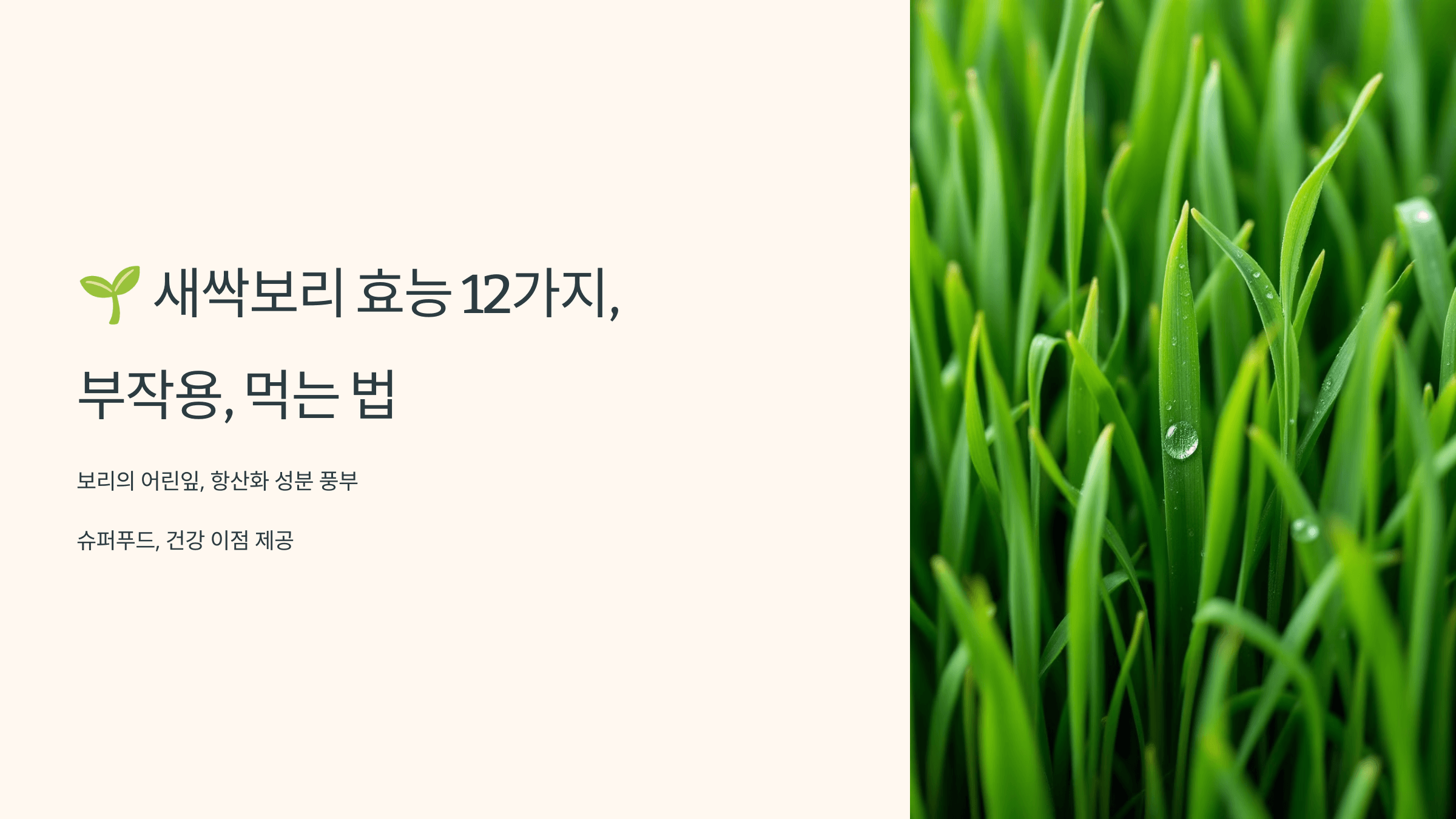 새싹보리 사진입니다.