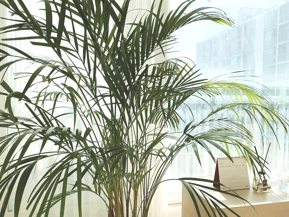 플렌테리어식물