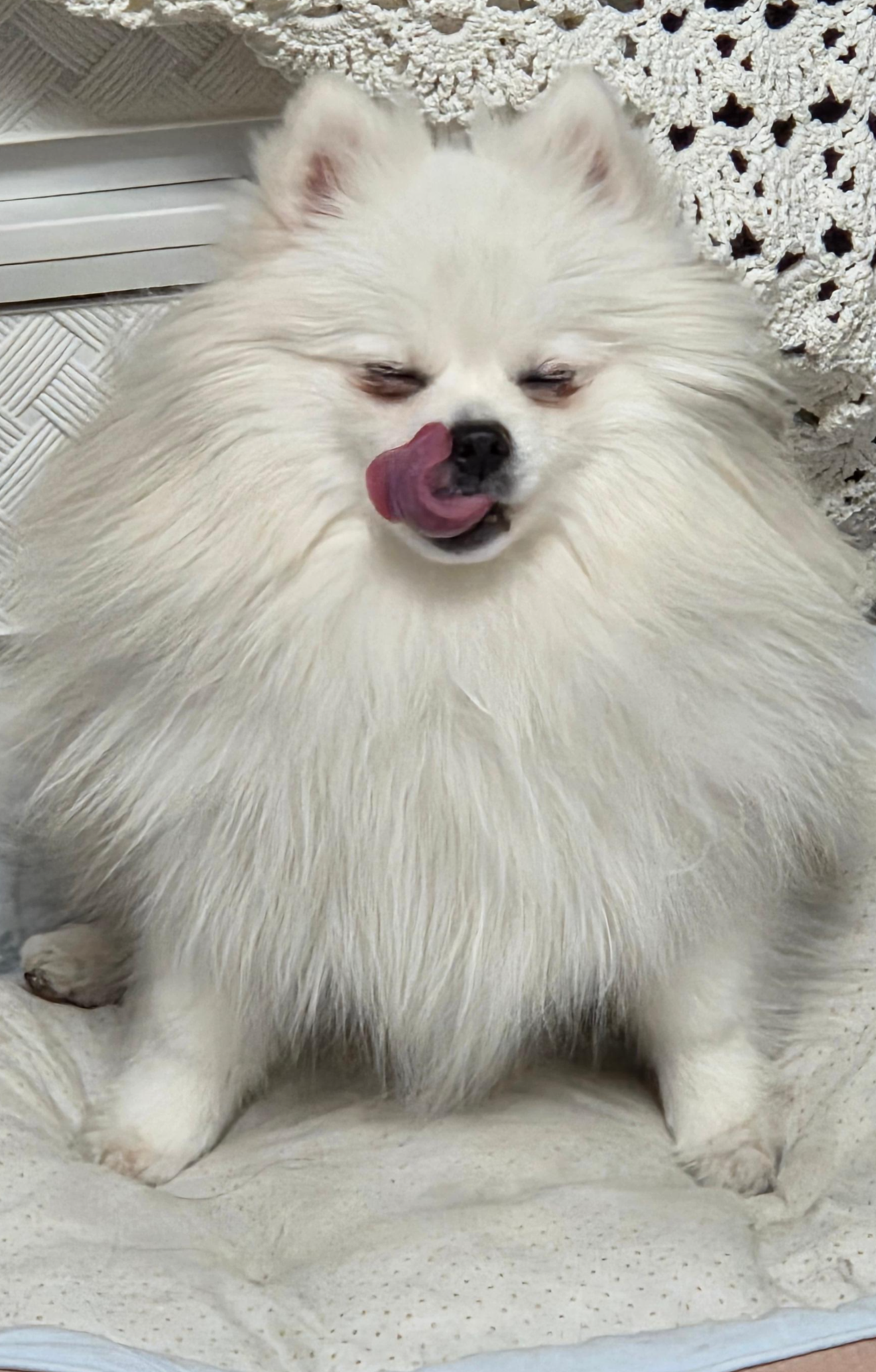 낼름 거리는 하콩