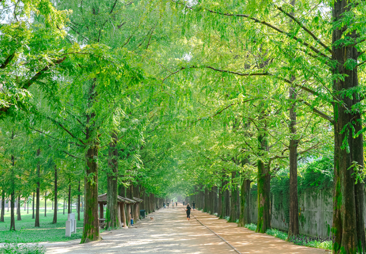 담양메타세쿼이아길1
