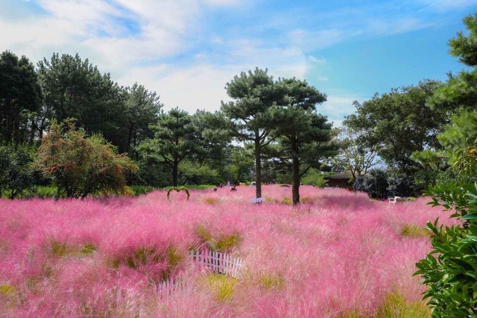 10월 지역축제 제주 가을 축제 핑크뮬리