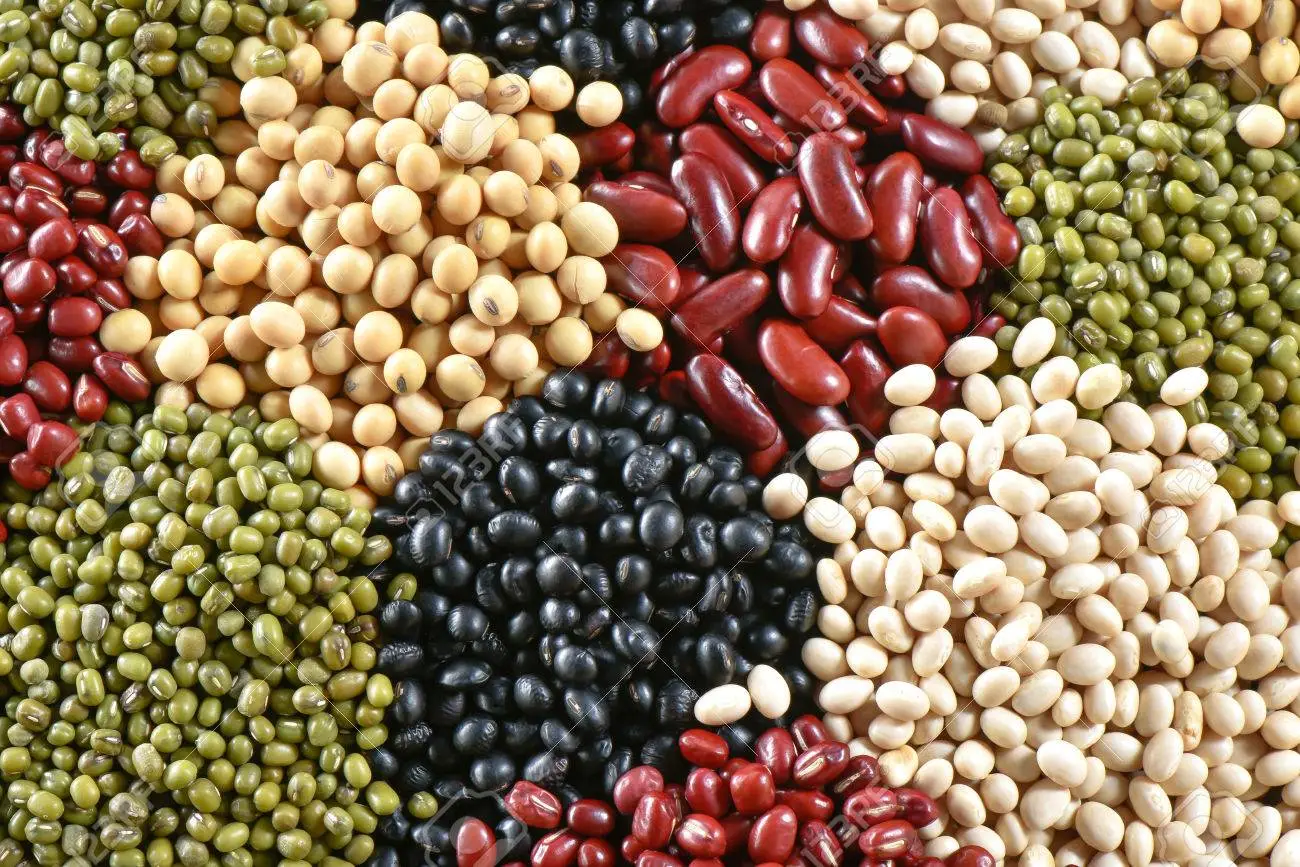 여러 종류의 콩