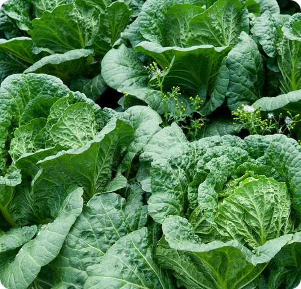 해남 절임배추 (20kg 직거래) 이미지/ 출처:이마트몰SSG