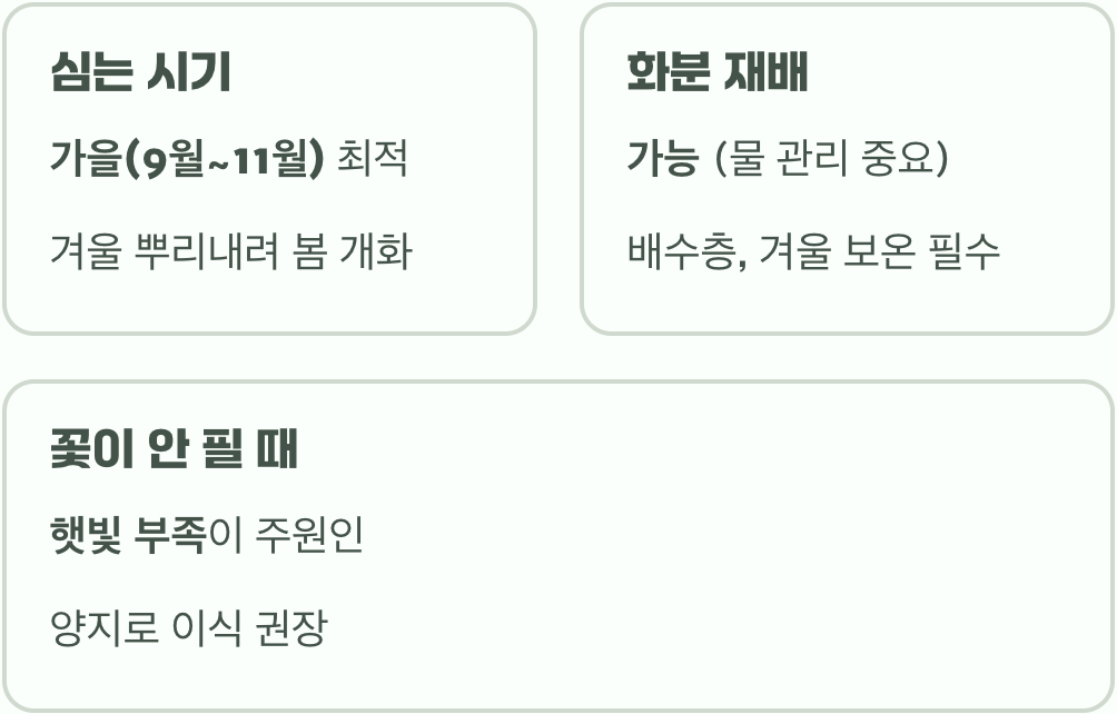 초보 정원사도 성공하는 바람꽃 키우기&amp;#44; 알뿌리 심는 법부터 월동까지 A to Z