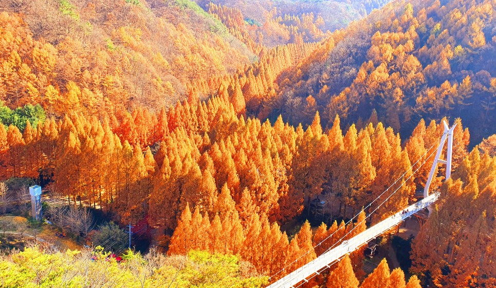 덜 알려진 단풍 명소 3군데 (장태산 자연휴양림&amp;#44; 금정산&amp;#44; 상화동산)