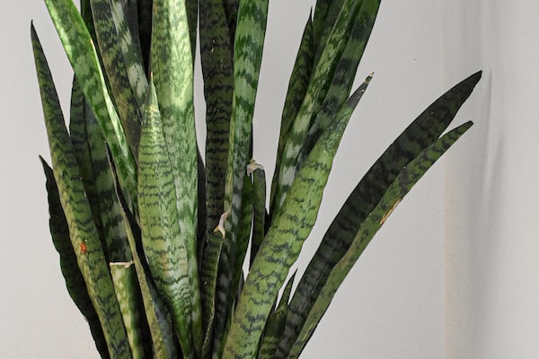 집에서 키우기 쉬운 식물 스타키스 (Snake Plant) 특징 및 관리방법