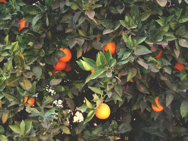 껍질 깎아도 안심 금물? 사과&middot;바나나&middot;오렌지도 꼭 씻어야 하는 이유!