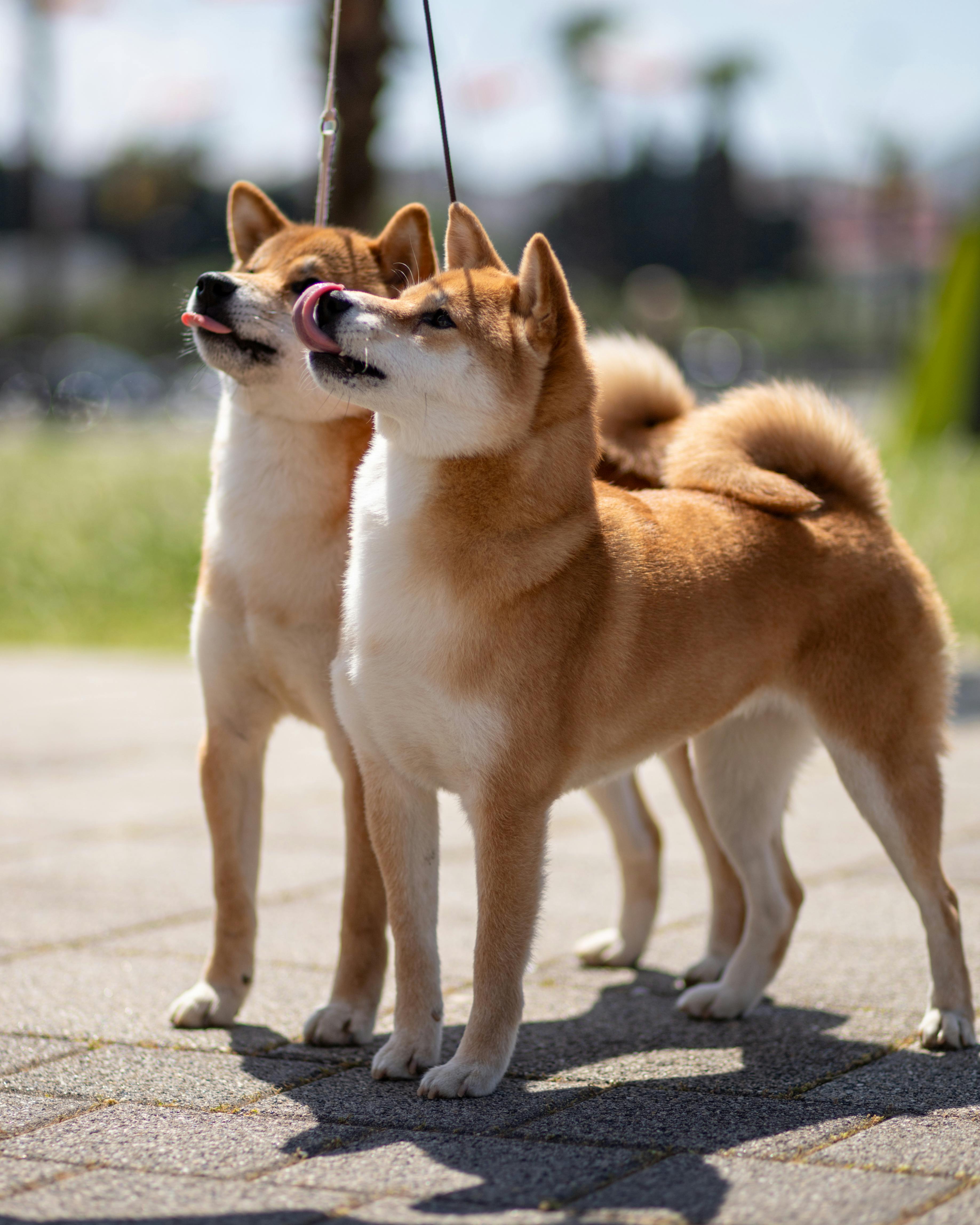 동물복지