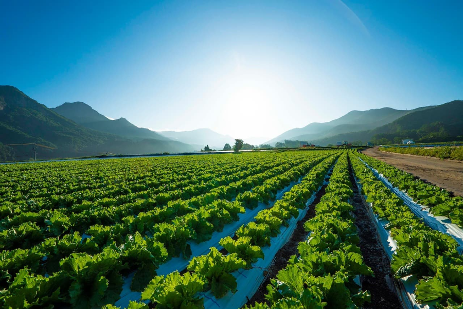 가을 상추 심는 시기와 방법 파종, 재배, 수확까지 한 번에 정리!