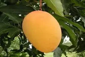 망고