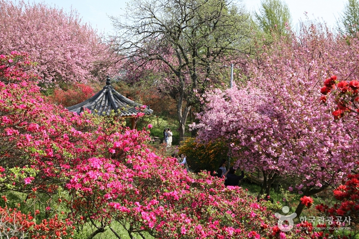 전주 완산칠봉 꽃동산
