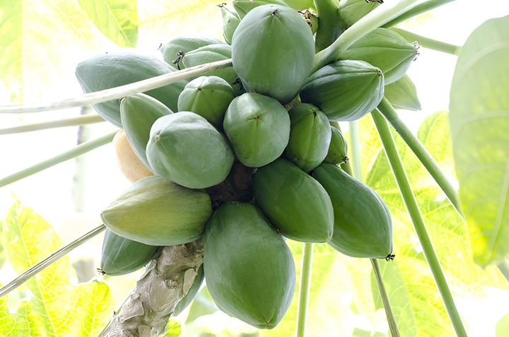 파파야-나무에-열린-파파야