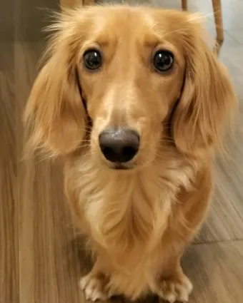 닥스훈트 순종 가격 성격 분양가격 장단점_23