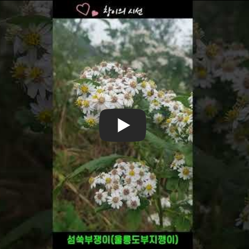 섬쑥부쟁이, 울릉도부지깽이, 부지깽이, 꽃말, 나물, 울릉도자생식물