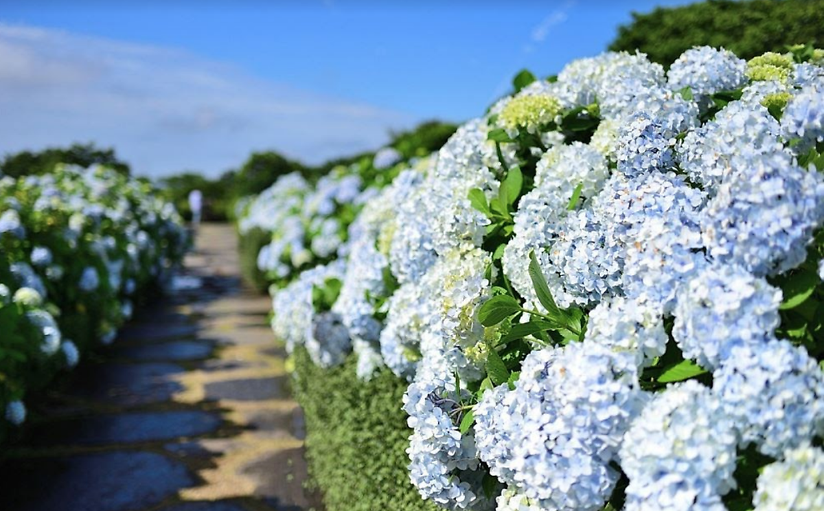 제주도-가볼만한곳-10곳-카멜리아힐3