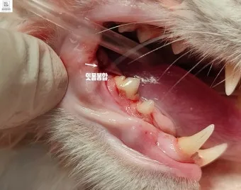 고양이치주염 증상 진단 치료 및 예방법_17