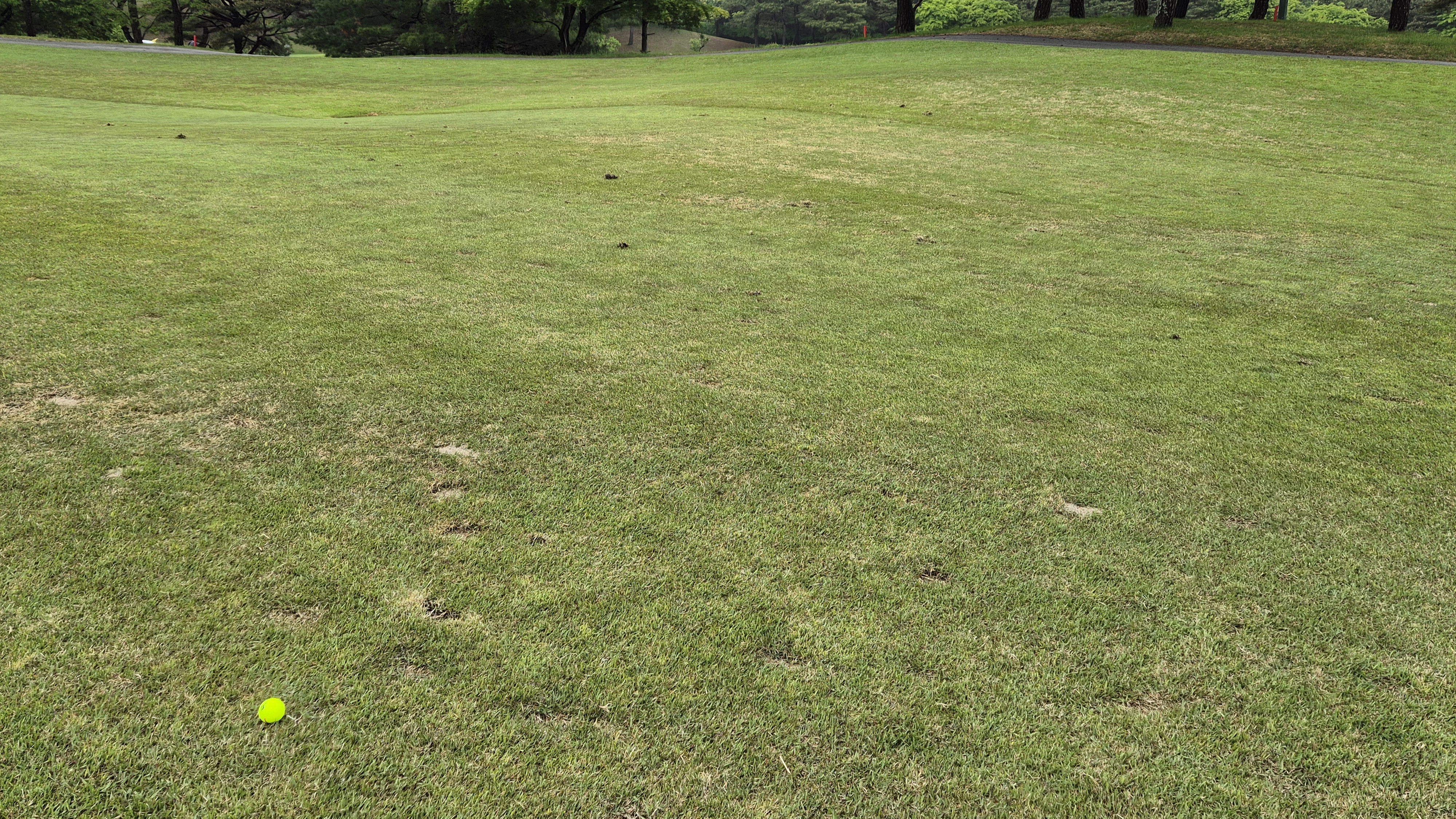 엘리시안 강촌cc 라운드 후기