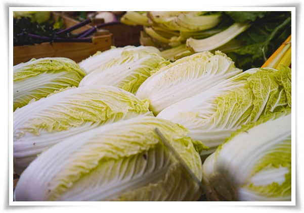 &quot;김장 배추, 직접 길러보세요!&quot; 초보자도 성공할 수 있는 쉬운 재배 가이드