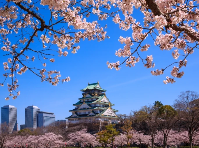 오사카-벚꽃-개화시기