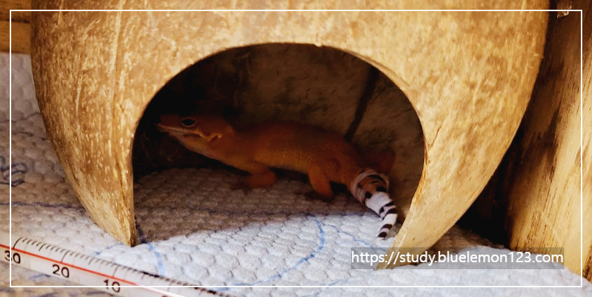 레오파드 게코가 살이 빠질 때 대처법