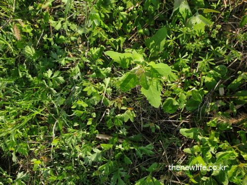 Assorted wild greens including Chenopodium and mugwort freshly harvested – 방금 채취한 명아주와 쑥 등 다양한 봄나물이 함께 놓인 모습
