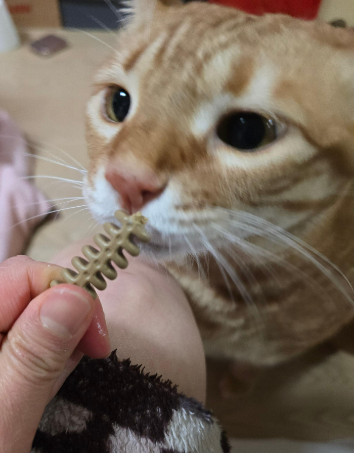 고양이 껌 닥터페트라 캣즐3