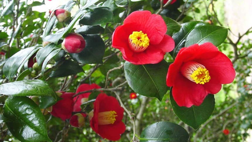 [4월~5월 축제] 고창 1박 2일 감성 여행❘청보리밭 축제, 고창 읍성, 선운사, 구시포해변 승마체험까지