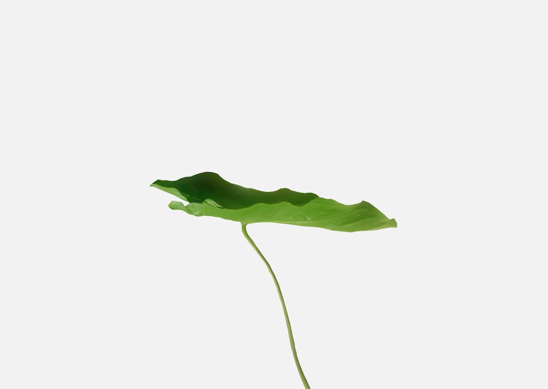 Taro