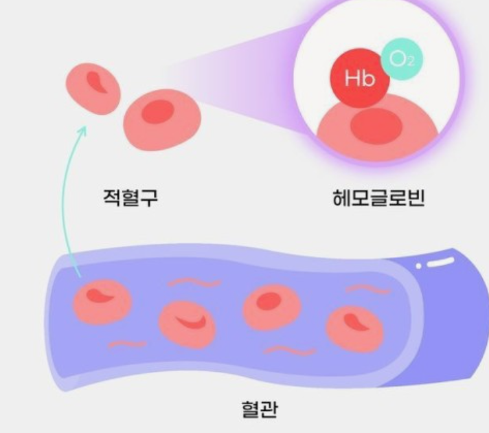 혈액-적혈구-헤모글로빈