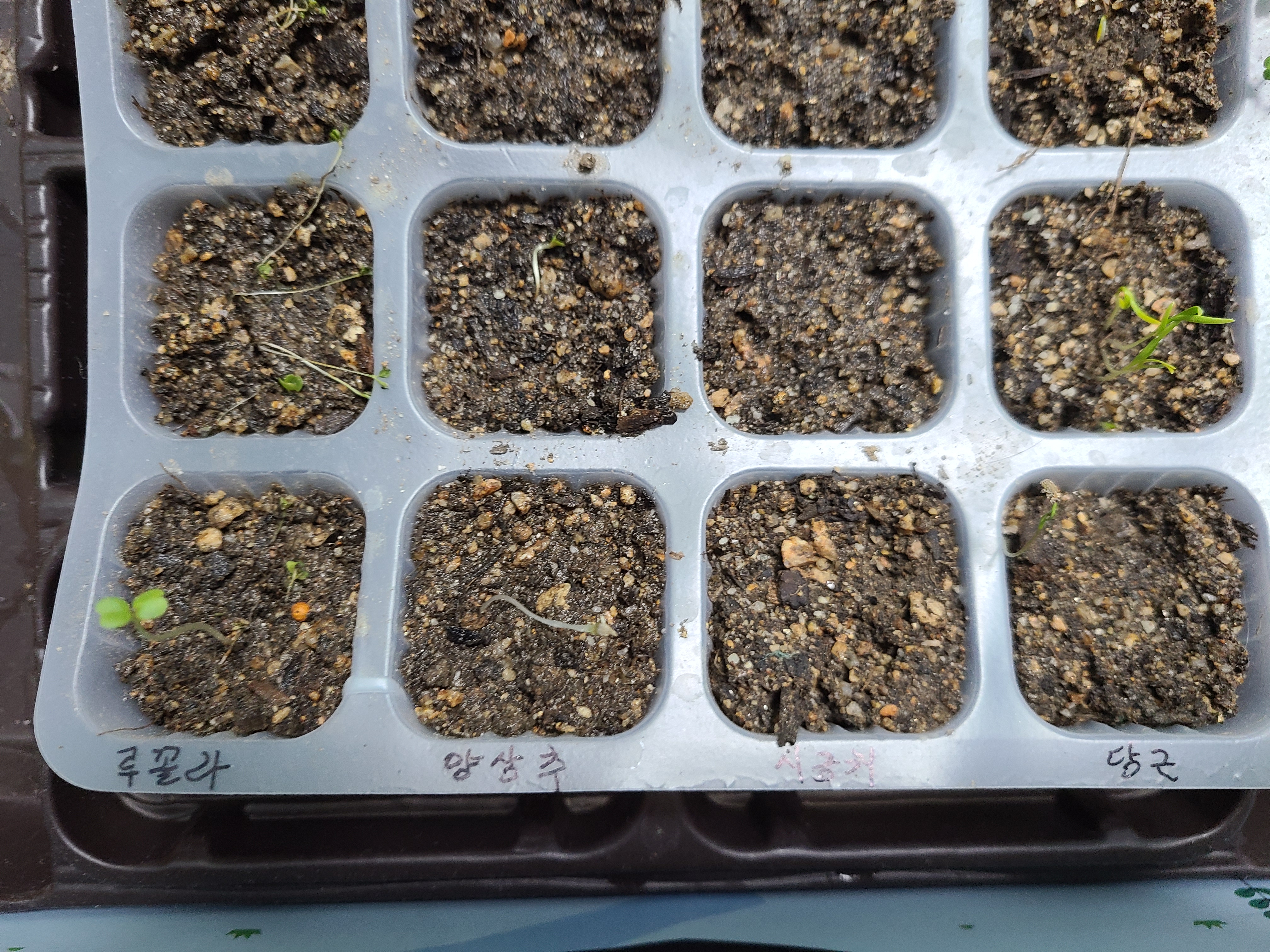 새싹들이 난 모종 트레이