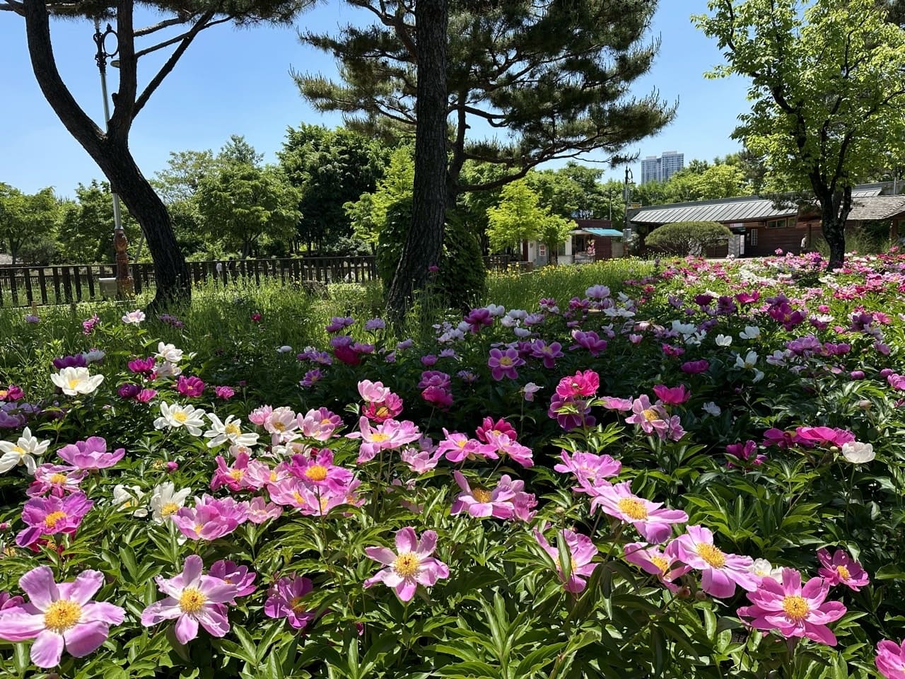 2024년 한밭수목원 장미 꽃축제 안내 및 주차장
