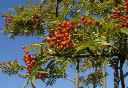 마가목 효능 부작용