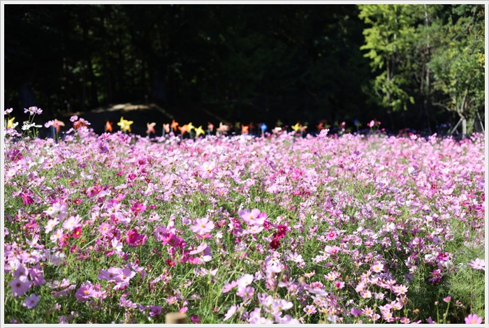 코스모스 명소