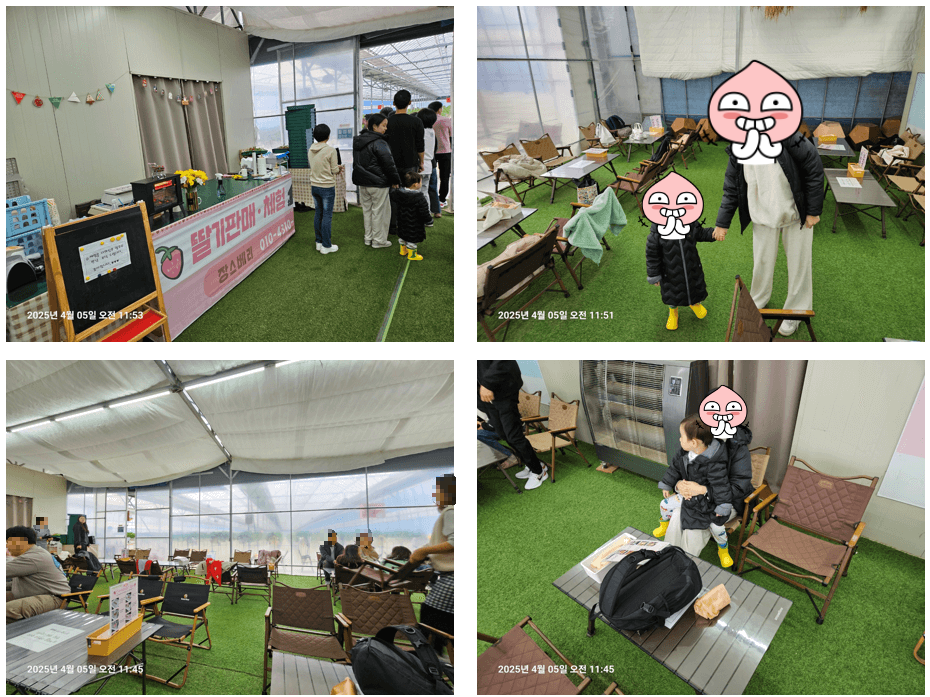 장스베리 딸기체험농장 딸기아이스크림 체험 99% 만족 후기 (1%는 무엇?)