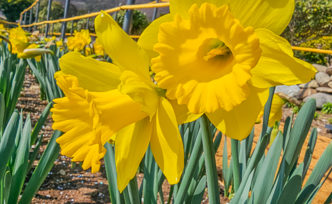 공곶이 수선화3