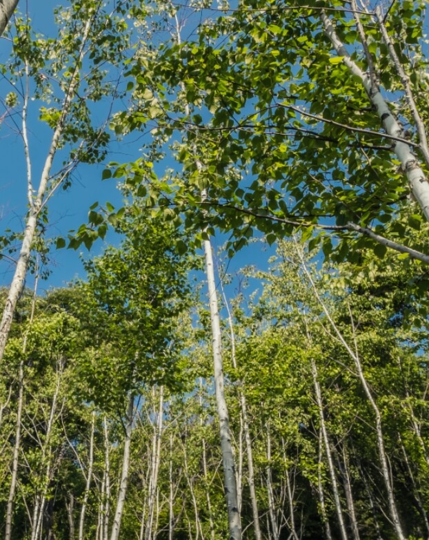 화담숲 예약 화담숲 벚꽃