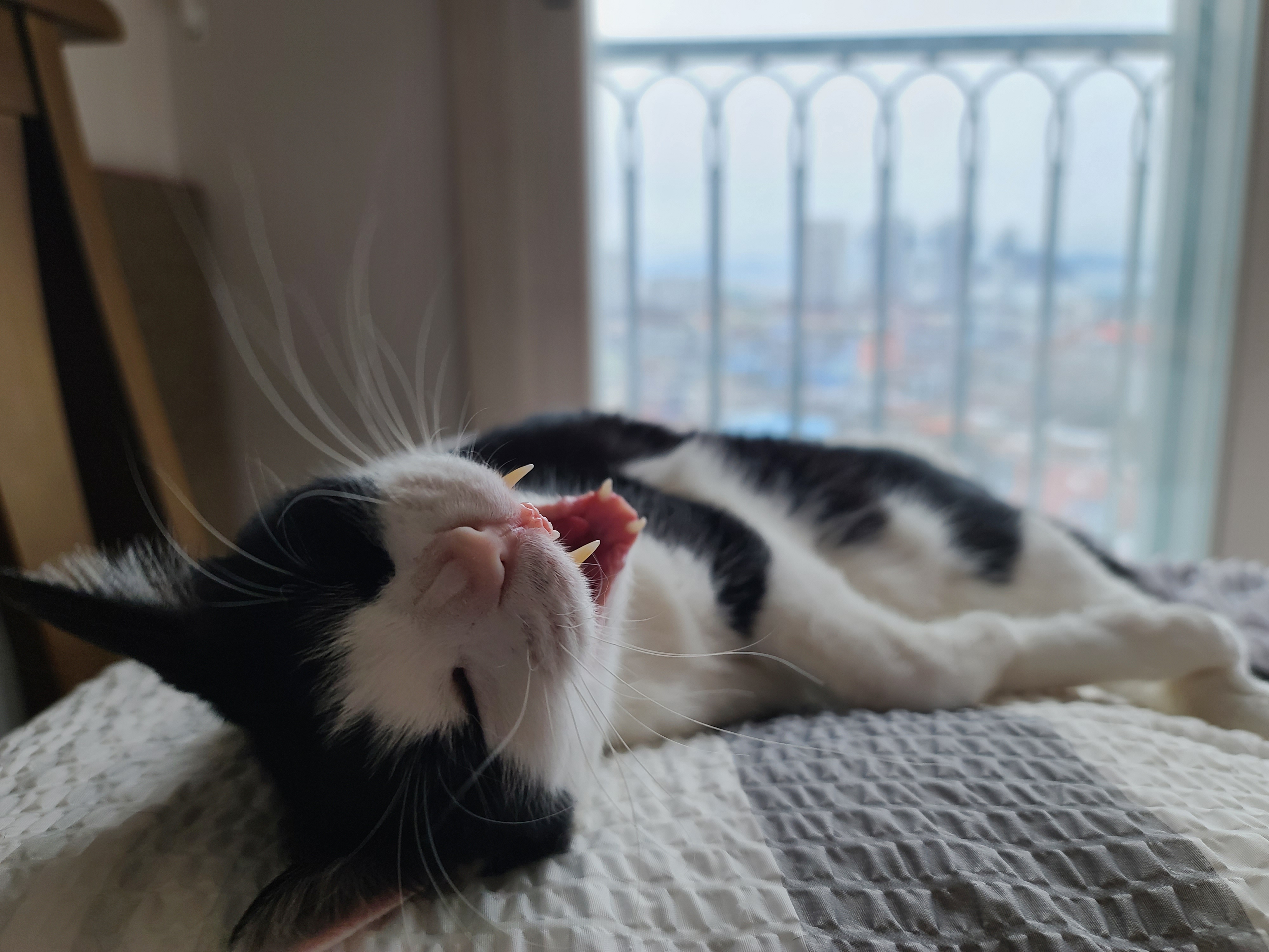 곤히 자고 있는 두리를 깨웠다.