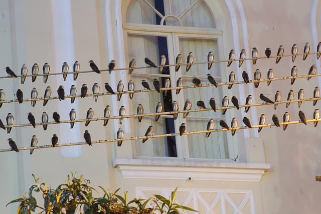 도시 조류 관찰가 — 도시 생태계를 기록하고 조류 리포트를 작성하는 직업의 수익 구조 알아보기