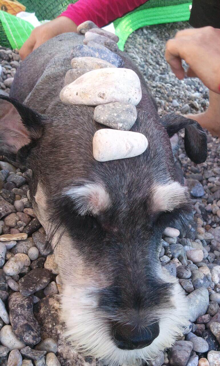 돌찜질 하는 반려견 단지