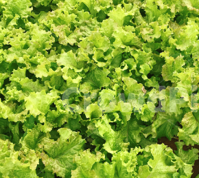 8월에 심는 작물6