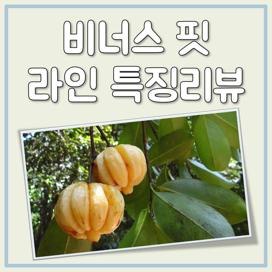 비너스 핏 라인 대표 이미지