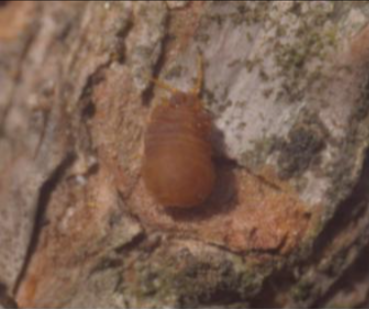 솔껍질깍지벌레