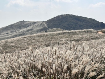 황매산 억새축제