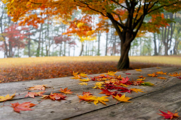 단풍여행 추천지