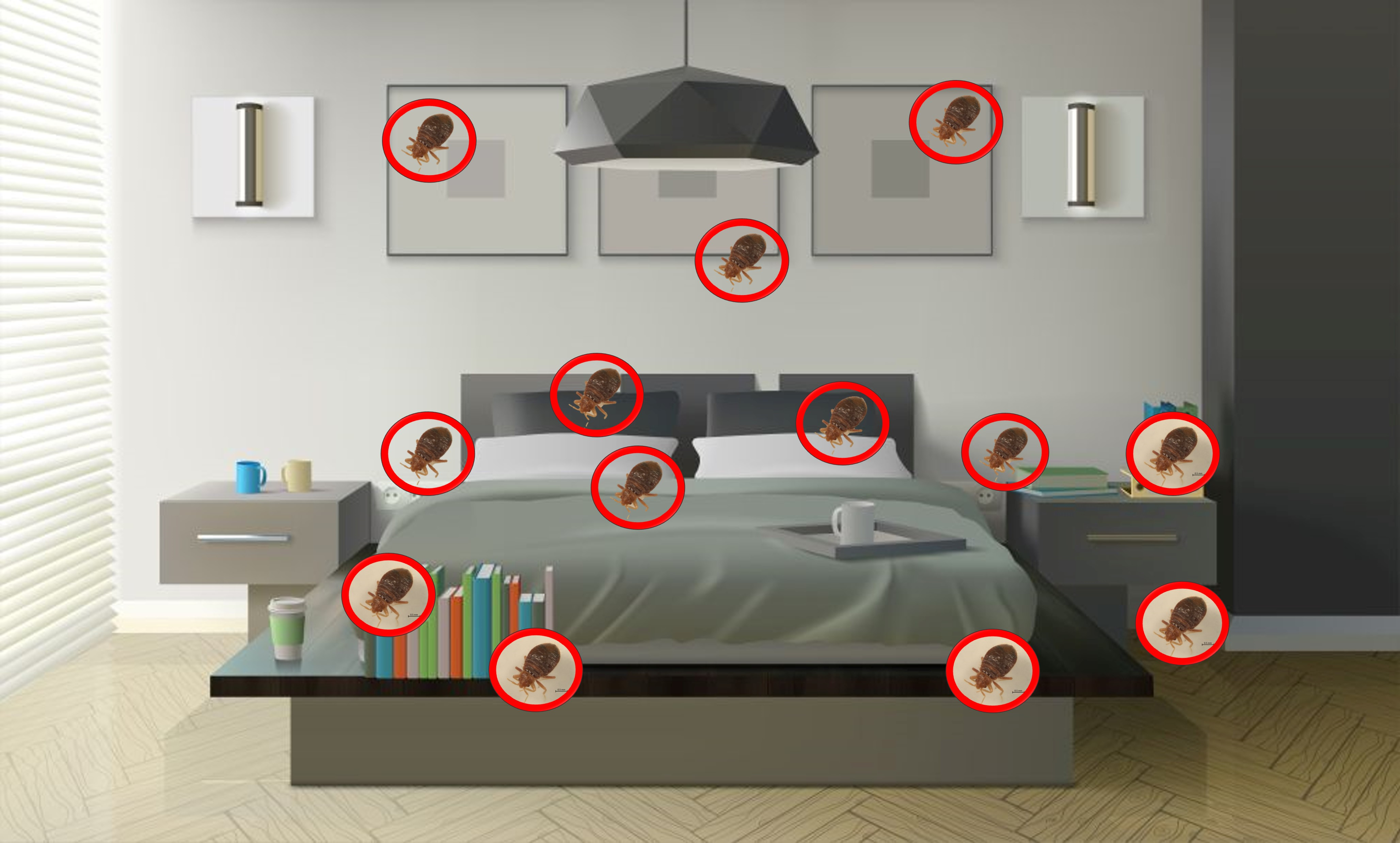 여행자 빈대 예방법